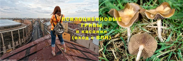 PSILOCYBIN Алексеевка